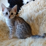 Mau, Silver, Female #1 DOB 9-28-19