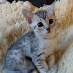 Mau, Silver, Female #1 DOB 9-28-19