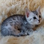 Mau, Silver, Female #1 DOB 9-28-19