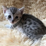 Mau, Silver, Female #1 DOB 9-28-19