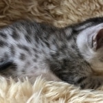 IMau, Silver, Female #1 DOB 9-28-19