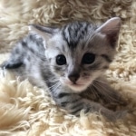 Mau, Silver, Female #1 DOB 9-28-19