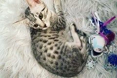 Lulu Egyptian Mau Silver female #1 DOB 9-30-20