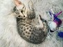 Lulu Egyptian Mau Silver female #1 DOB 9-30-20