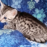 Mau, Silver, female, DOB 9-30-20