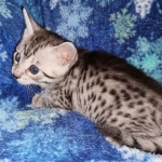 Mau, Silver, female, DOB 9-30-20