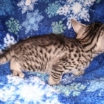 Mau, Silver, female, DOB 9-30-20