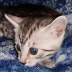 Mau, Silver, female, DOB 9-30-20