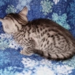 Mau, Silver, female, DOB 9-30-20