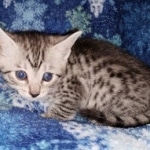 Mau, Silver, female, DOB 9-30-20