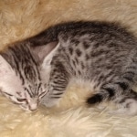 Mau, Silver, female, DOB 9-30-20