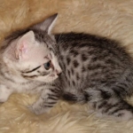 Mau, Silver, female, DOB 9-30-20