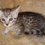 Mau, Silver, female, DOB 9-30-20