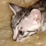 Mau, Silver, female, DOB 9-30-20