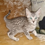 Mau, Silver, female, DOB 9-30-20