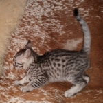 Mau, Silver, female, DOB 9-30-20