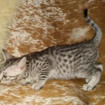 Mau, Silver, female, DOB 9-30-20