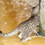 Mau, Silver, female, DOB 9-30-20