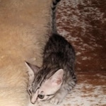 Mau, Silver, female, DOB 9-30-20