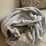 Lulu a silver Egyptian Mau kitten