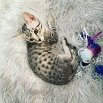 Lulu a silver Egyptian Mau kitten