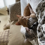 Lulu a silver Egyptian Mau kitten and here friend Mokie