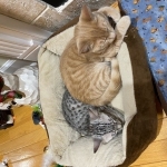 Lulu a silver Egyptian Mau kitten and here friend Mokie
