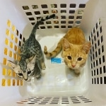 Lulu a silver Egyptian Mau kitten and here friend Mokie