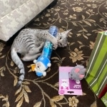 Lulu a silver Egyptian Mau kitten