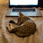 Lulu a silver Egyptian Mau kitten