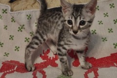 Yuumi Nuget Egyptian Mau Silver female #1 DOB 9-8-21