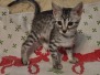 Yuumi Nuget Egyptian Mau Silver female #1 DOB 9-8-21