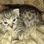 Mau silver female kitten DOB 9-8-21