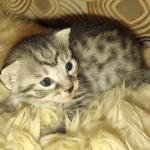 Mau silver female kitten DOB 9-8-21