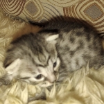 Mau silver female kitten DOB 9-8-21