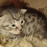 Mau silver female kitten DOB 9-8-21