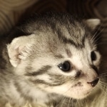 Mau silver female kitten DOB 9-8-21