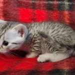 Yuumi Nugget Mau silver female kitten DOB 9-8-21