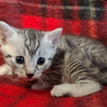 Yuumi Nugget Mau silver female kitten DOB 9-8-21
