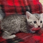 Yuumi Nugget Mau silver female kitten DOB 9-8-21