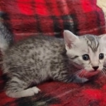 Yuumi Nugget Mau silver female kitten DOB 9-8-21