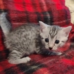 Yuumi Nugget Mau silver female kitten DOB 9-8-21