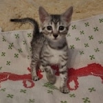 Yuumi Nugget Mau silver female kitten DOB 9-8-21