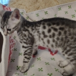 Yuumi Nugget Mau silver female kitten DOB 9-8-21