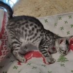 Yuumi Nugget Mau silver female kitten DOB 9-8-21