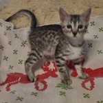 Yuumi Nugget Mau silver female kitten DOB 9-8-21