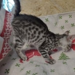 Yuumi Nugget Mau silver female kitten DOB 9-8-21