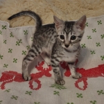 Yuumi Nugget Mau silver female kitten DOB 9-8-21