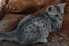 Egyptian Mau Silver female #1 DOB 4-22-23