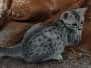 Egyptian Mau Silver female #1 DOB 4-22-23